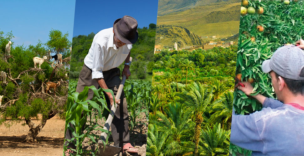 You are currently viewing Agriculture biologique et économie durable : savoir-faire et Perspectives